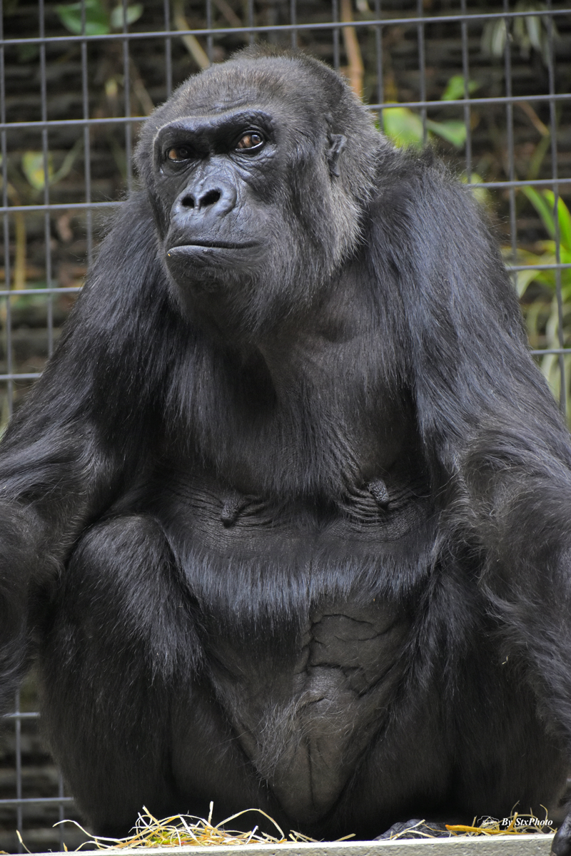 Gorille 2